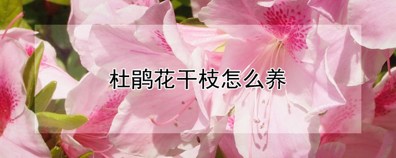 杜鹃花干枝怎么养 干杜鹃花树枝怎么养