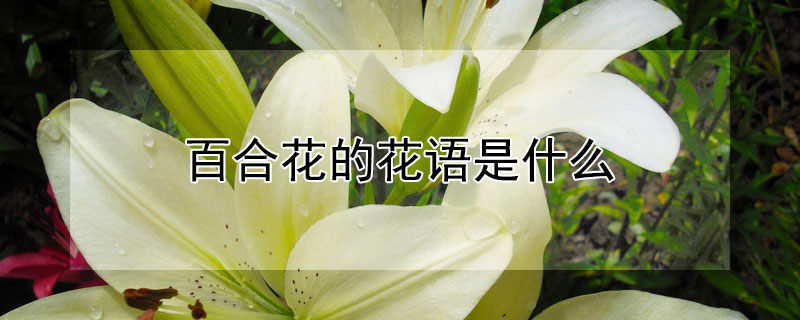 百合花的花语是什么（百合花的花语是什么,象征了什么?）