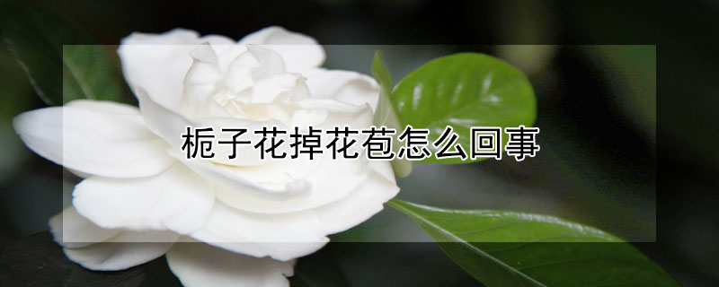 栀子花掉花苞怎么回事 新买的栀子花掉花苞怎么回事