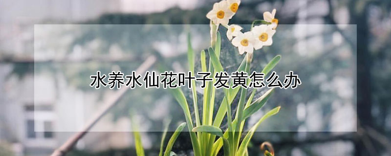 水养水仙花叶子发黄怎么办（水仙花的叶子变黄了怎么办）