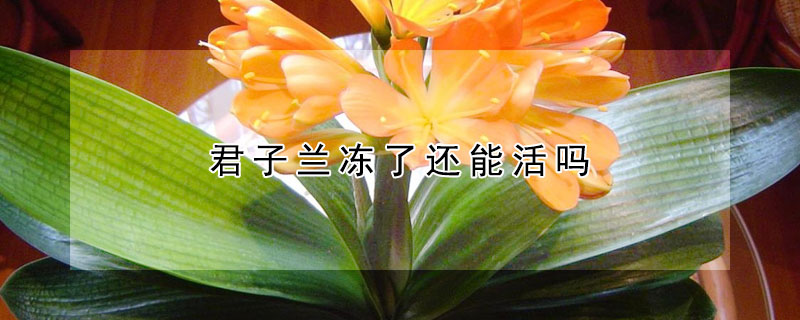 君子兰冻了还能活吗（君子兰被冻蔫了还能不能活）