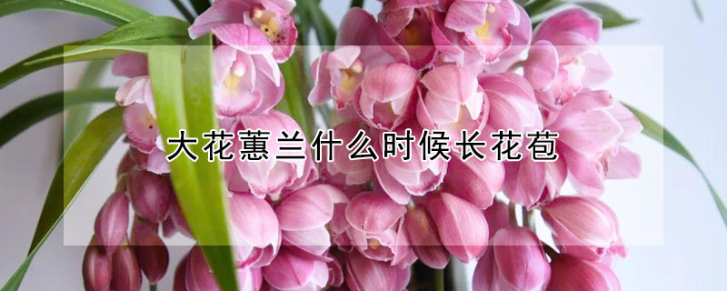 大花蕙兰什么时候长花苞 大花蕙兰什么时候出花芽