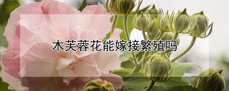 木芙蓉花能嫁接繁殖吗 木芙蓉怎样种植