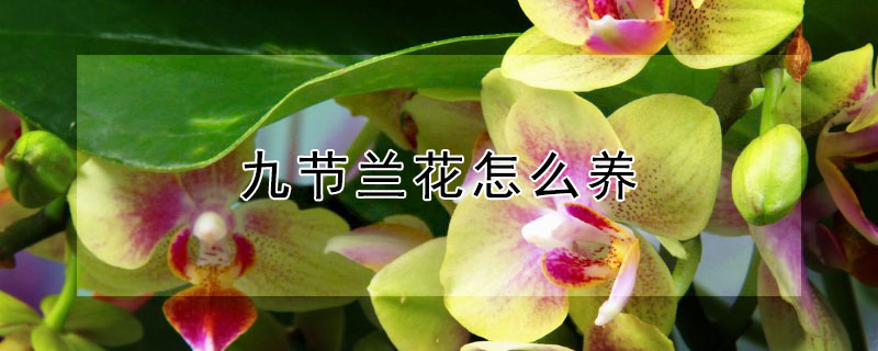 九节兰花怎么养 九月份兰花怎么养