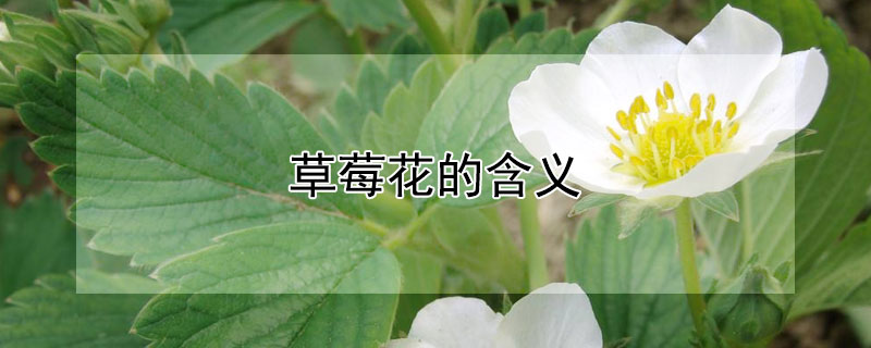 草莓花的含义（草莓象征着什么意义）