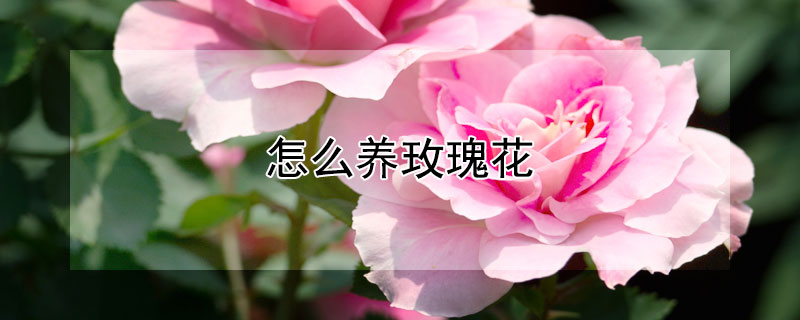 怎么养玫瑰花（怎么养玫瑰花才能长久）