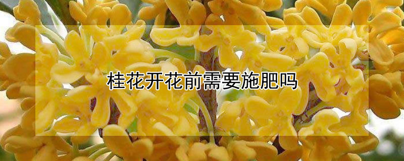 桂花开花前需要施肥吗 桂花开花前施什么肥