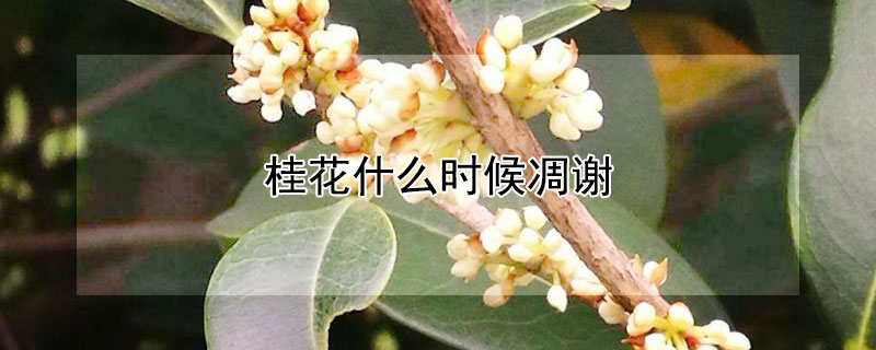 桂花什么时候凋谢 桂花枯萎的时间