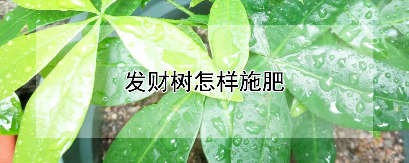 发财树怎样施肥（发财树怎么施肥）