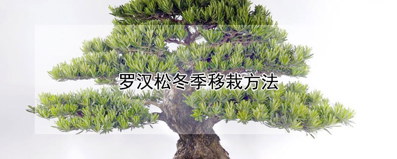 罗汉松冬季移栽方法 罗汉松初冬移栽能活吗