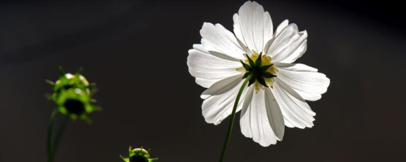 白色格桑花的花语（格桑花的花语是什么?格桑花代表什么?）