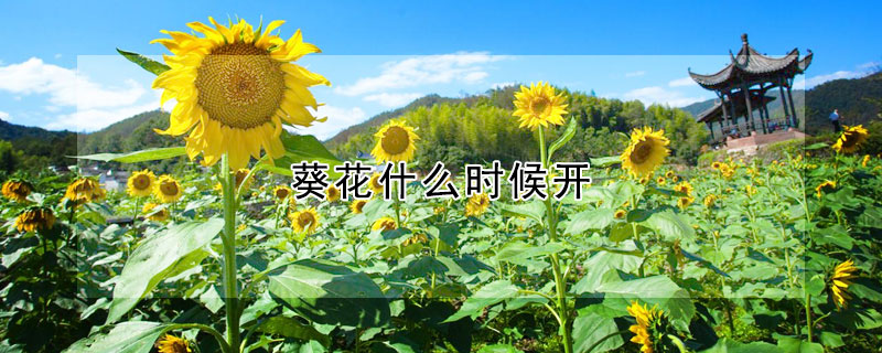 葵花什么时候开 葵花什么时候开始种