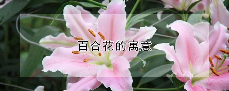 百合花的寓意 百合花的寓意及象征