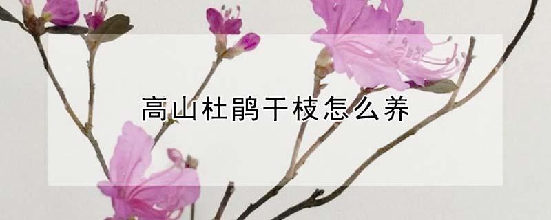 高山杜鹃干枝怎么养 高山杜鹃花干枝怎么养