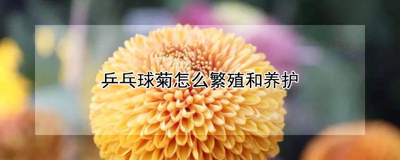 乒乓球菊怎么繁殖和养护（乒乓菊 怎么养）