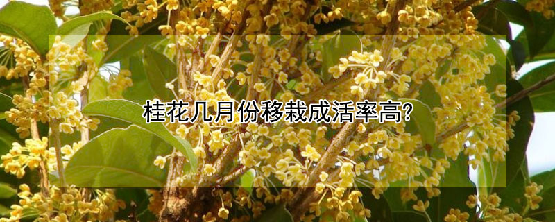 桂花几月份移栽成活率高? 桂花什么时候种植容易成活