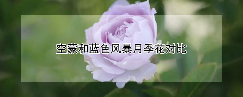 空蒙和蓝色风暴月季花对比（蓝色星空月季和蓝色风暴哪个花好）