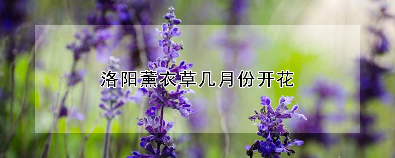 洛阳薰衣草几月份开花（洛阳薰衣草什么时候开花）