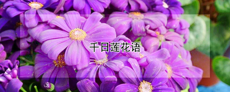 千日莲花语 花语银莲花