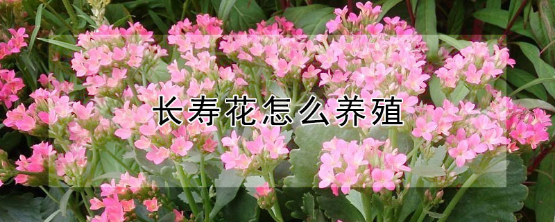 长寿花怎么养殖（如何养好长寿花）