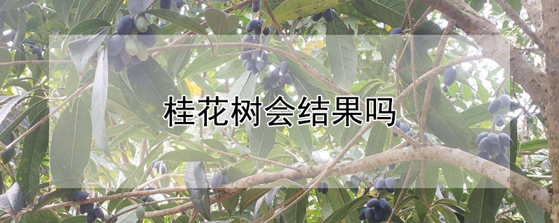 桂花树会结果吗（桂花树会结果吗图片）