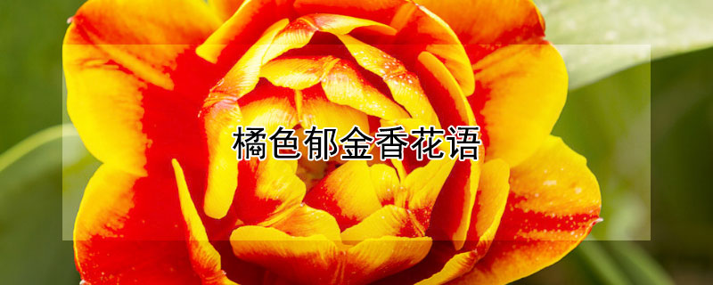 橘色郁金香花语（橘红色郁金香花语）