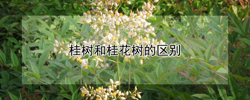 桂树和桂花树的区别（各种桂花树的区别）