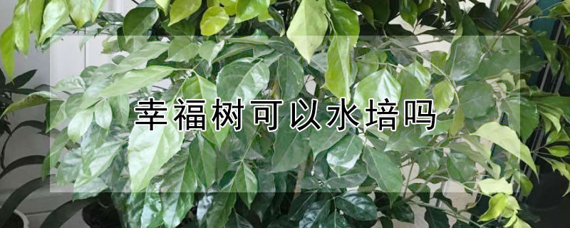 幸福树可以水培吗 幸福树的水培方法和注意事项