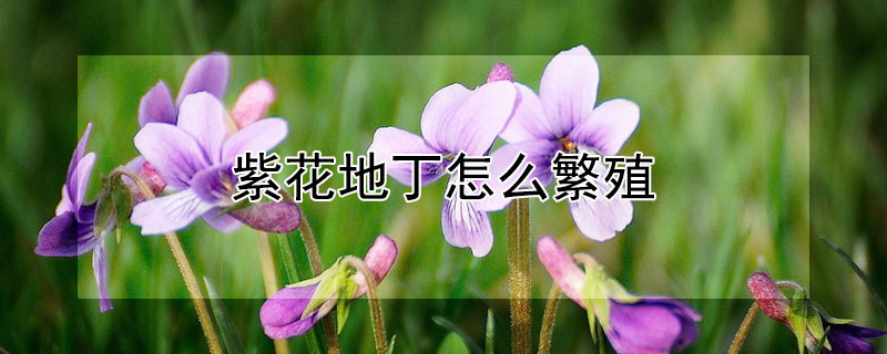 紫花地丁怎么繁殖 紫花地丁移栽