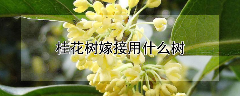 桂花树嫁接用什么树 桂花树嫁接用什么树好