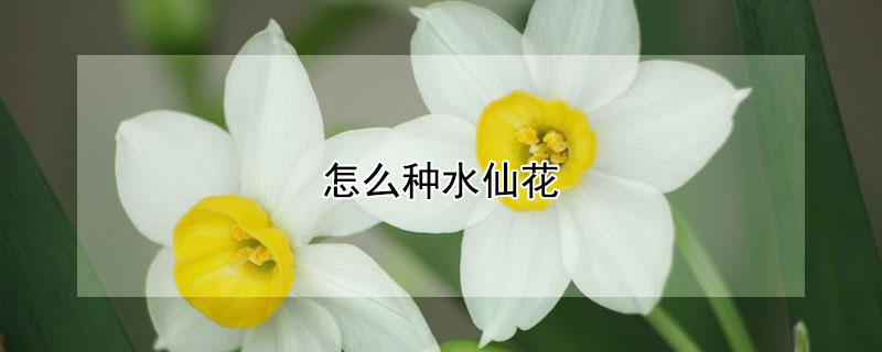 怎么种水仙花（水仙花怎么养）