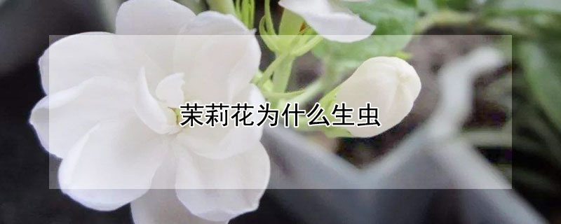 茉莉花为什么生虫（茉莉花为什么容易生虫）