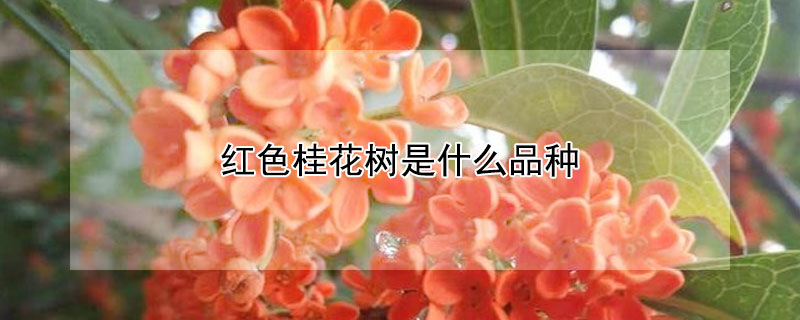 红色桂花树是什么品种 红花桂花树多少品种