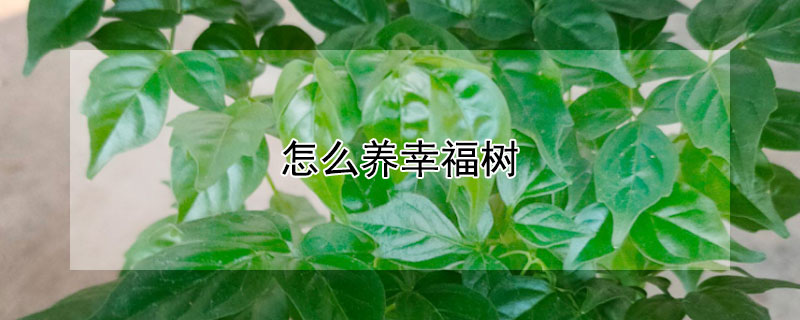 怎么养幸福树（怎么养幸福树比较好）