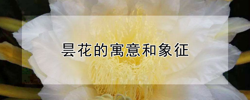 昙花的寓意和象征（昙花一现寓意和象征）