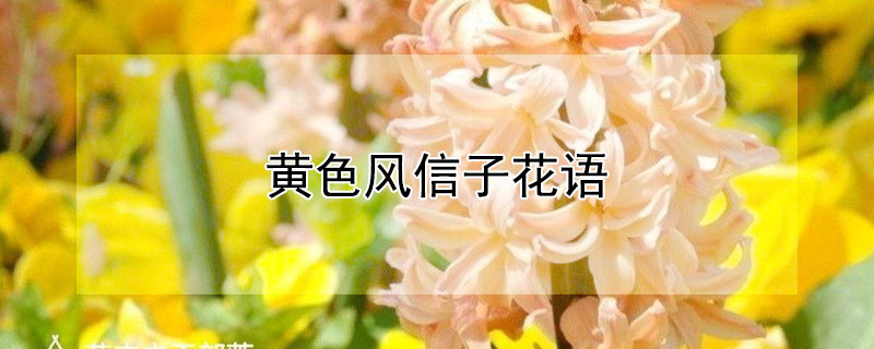 黄色风信子花语（黄色风信子花语是什么）