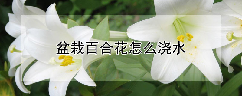 盆栽百合花怎么浇水（百合花浇什么水）