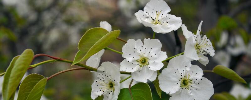 梨花的花语是什么象征 梨花的花语和象征