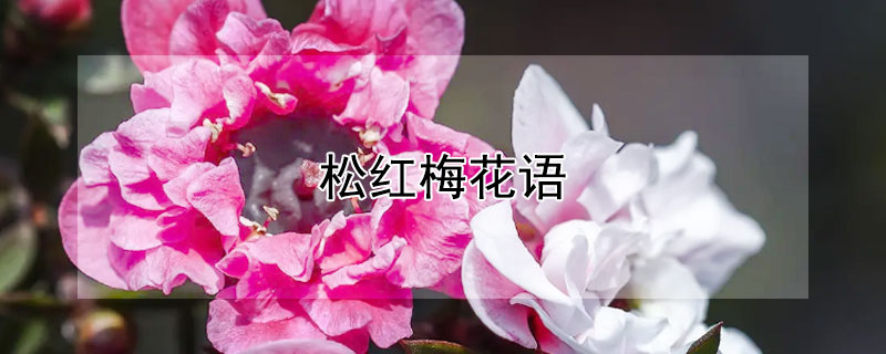 松红梅花语 松红梅花语是什么