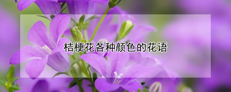 桔梗花各种颜色的花语（桔梗花绿色花语）