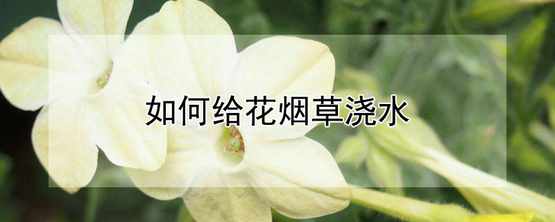 如何给花烟草浇水（烟灰水可以浇什么花）