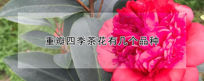 重瓣四季茶花有几个品种 四季茶花重瓣的有哪些品种