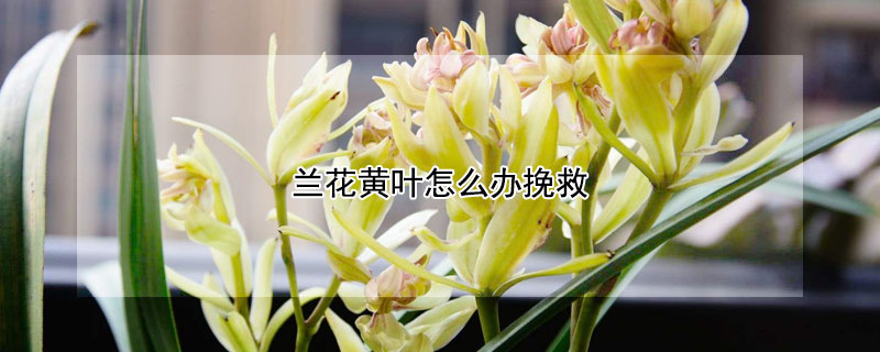 兰花黄叶怎么办挽救（兰花黄叶怎么解决）