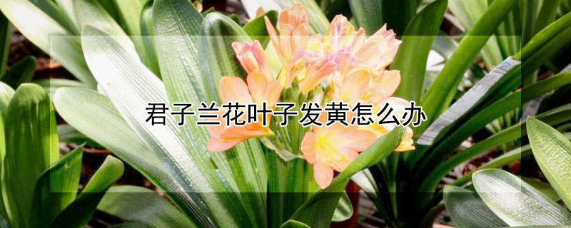 君子兰花叶子发黄怎么办 君子兰叶子发黄怎么办?