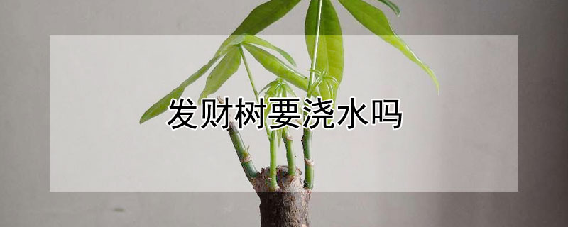 发财树要浇水吗 网上刚买的发财树要浇水吗