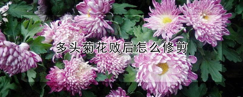 多头菊花败后怎么修剪 多头菊花什么时候修剪