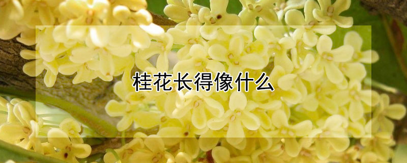 桂花长得像什么（桂花长得像什么样子）