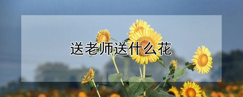 送老师送什么花 送给老师的花