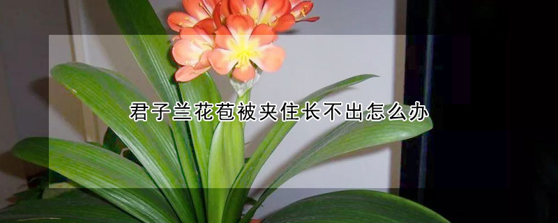 君子兰花苞被夹住长不出怎么办（君子兰开花夹在中间长不出来怎么办）