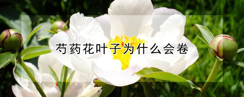 芍药花叶子为什么会卷（芍药叶子卷起来是因为什么）